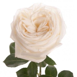 Роза "White O’Hara"